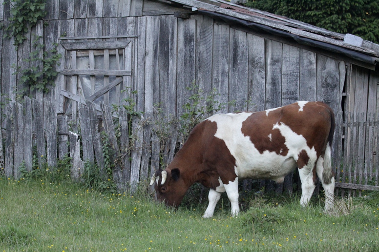 pastoral with cow